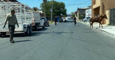 Atendió Gobierno de Reynosa reporte de caballos en la vía pública Atendió Gobierno de Reynosa reporte de caballos en la vía pública