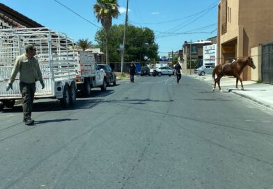 Atendió Gobierno de Reynosa reporte de caballos en la vía pública