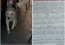 Exhorta Alcalde de Reynosa a dueños cuidar de sus mascotas