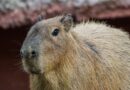 Llega una adorable pareja de capibaras al Zoológico Tamatán