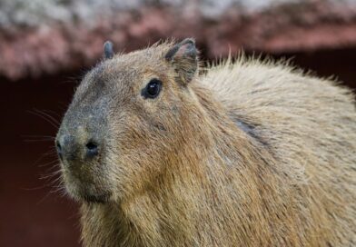 Llega una adorable pareja de capibaras al Zoológico Tamatán