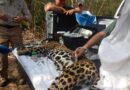 Rescata y libera Comisión de Parques y Biodiversidad a jaguar en Llera