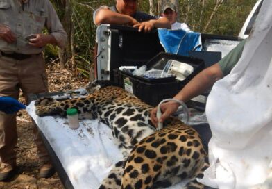 Rescata y libera Comisión de Parques y Biodiversidad a jaguar en Llera Rescata y libera Comisión de Parques y Biodiversidad a jaguar en Llera
