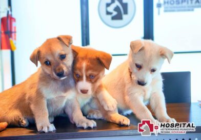 Celebra el Día de los Cachorros con los servicios del Hospital Veterinario de Reynosa