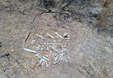 Reporta Amor por los Desaparecidos hallazgo múltiple en Puerta Sur