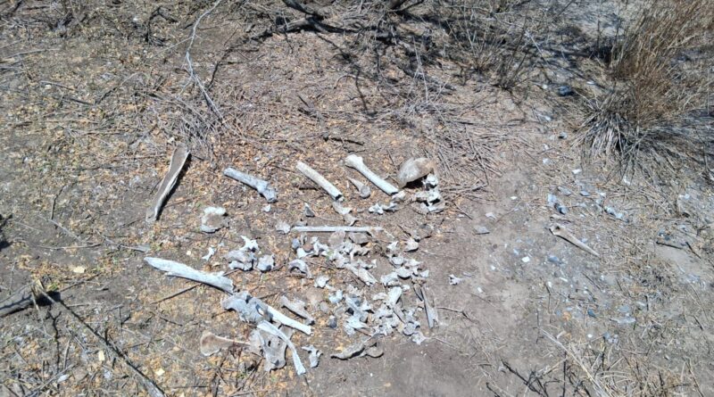 Reporta Amor por los Desaparecidos hallazgo múltiple en Puerta Sur