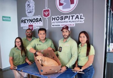 Sonríen a la vida mascotas rescatadas y atendidas por Control y Bienestar Animal del Gobierno de Reynosa