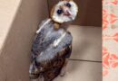 Participa Gobierno de Carlos Peña Ortiz en protección a fauna silvestre