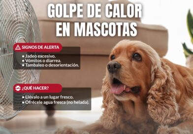 Recomienda Gobierno de Reynosa mayor cuidado de mascotas ante altas temperaturas