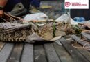 Atiende Gobierno de Carlos Peña Ortiz reporte de fauna silvestre Atiende Gobierno de Carlos Peña Ortiz reporte de fauna silvestre