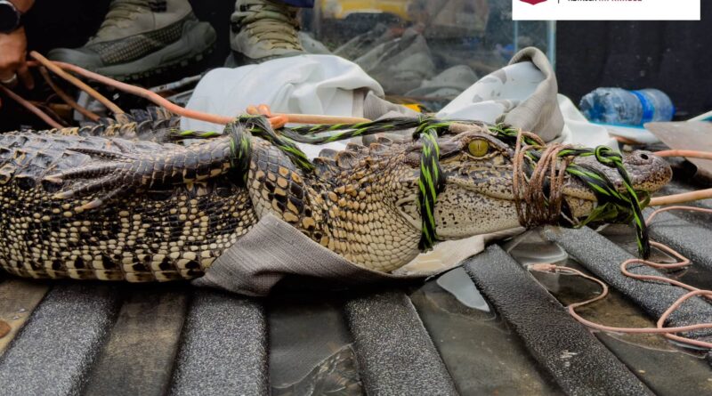 Atiende Gobierno de Carlos Peña Ortiz reporte de fauna silvestre Atiende Gobierno de Carlos Peña Ortiz reporte de fauna silvestre
